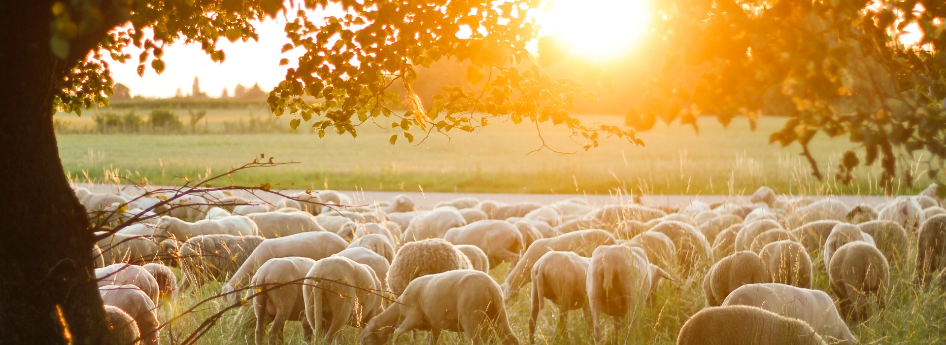 A Flock of sheep grazing on pasture grass during sunset