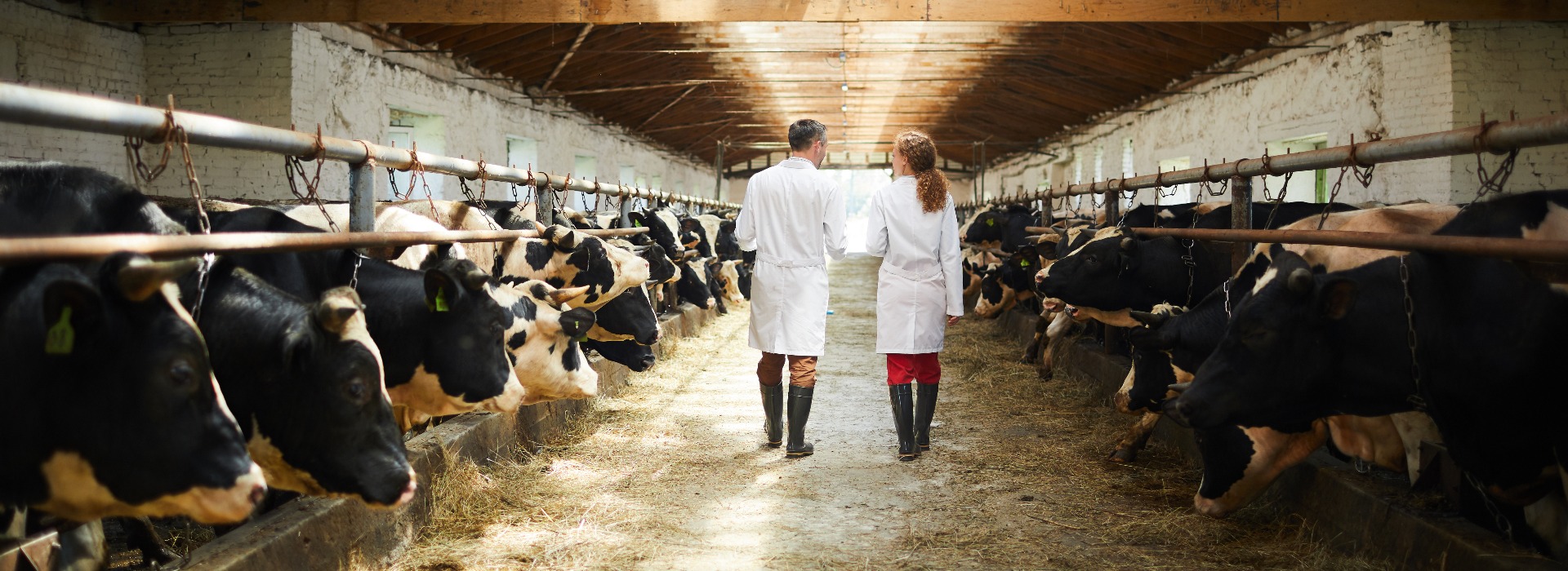 Back view portrait of two modern farm workers wearing lab coats walking by row of cows in shed inspecting livestock, copy space