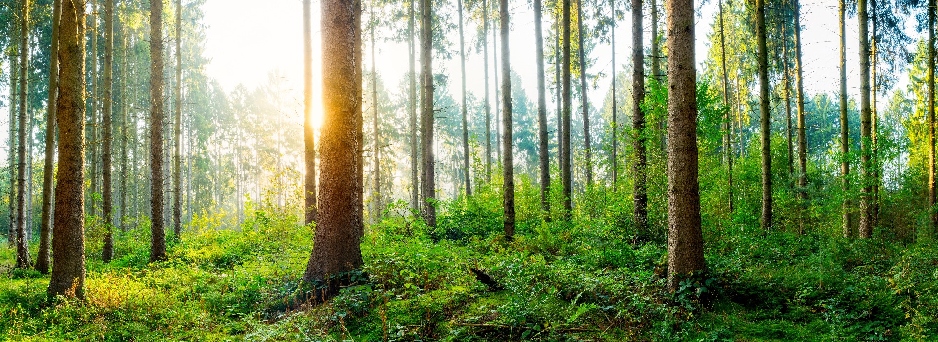 Beautiful sunrise in autumn forest