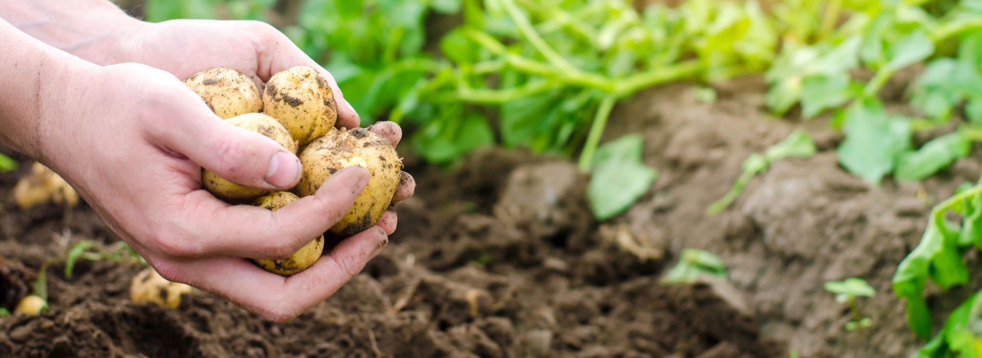 farmer holds in his hands a young yellow potatoes, harvesting, seasonal work in the field, fresh vegetables, agro-culture, farming, close-up, good harvest, detox, vegetarian food. banner