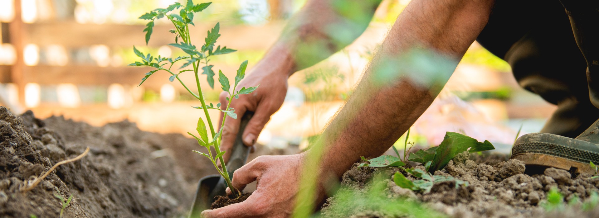 Farmer planting tomatoes seedling in organic garden