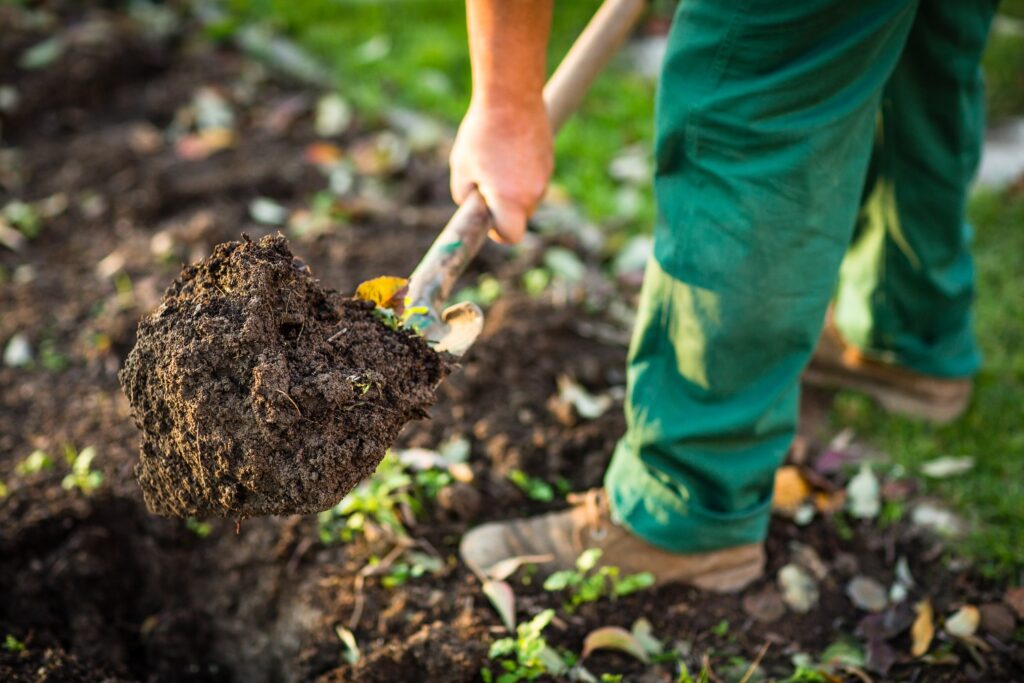 Gardening - man digging the garden soil with a spud