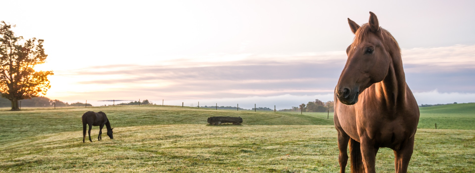 Horses grazing in pasture on a cold morning at sunrise beautiful peaceful landscape upstate NY