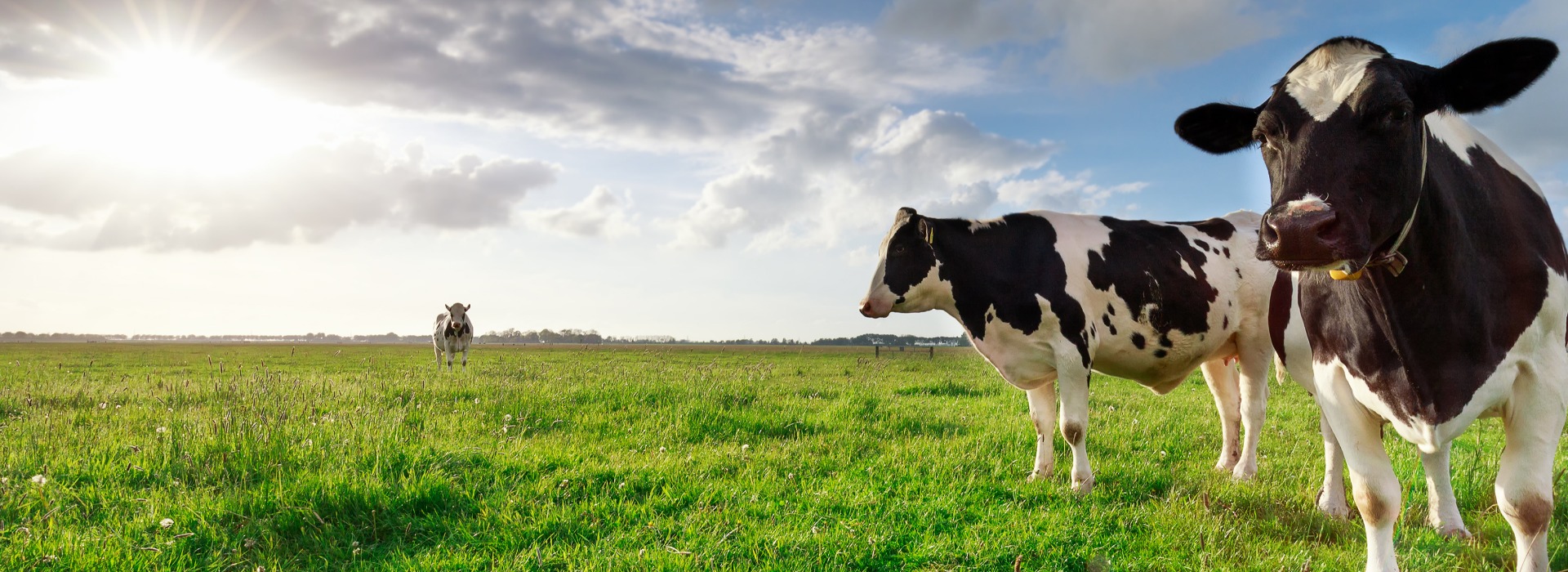 Milk cows on sunny pasture and sunshine jpg