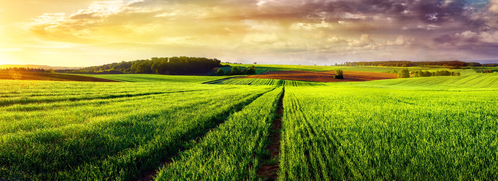 Rural landscape sunset panorama