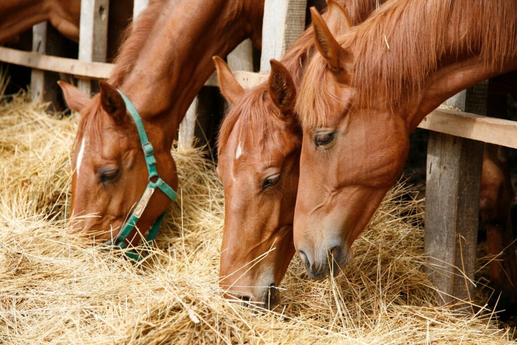 Side view portrait from group of grazing horses