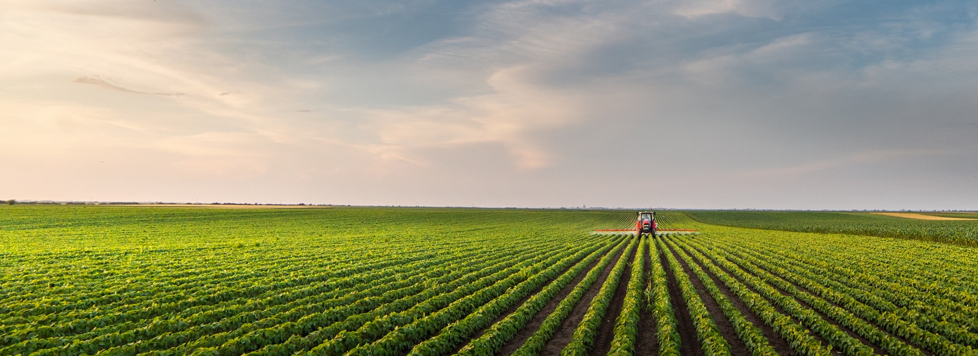 Tractor spraying soybean field in sunset.