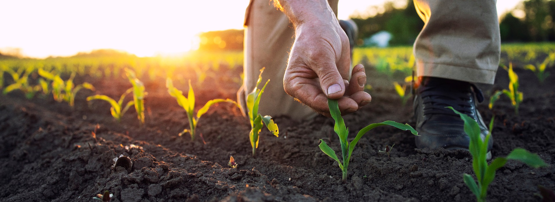 Unrecognizable field worker or agronomist checking health of corn crops in the field.