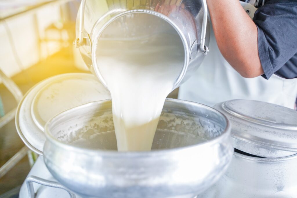 Worker pouring milk into  container tank for transform.