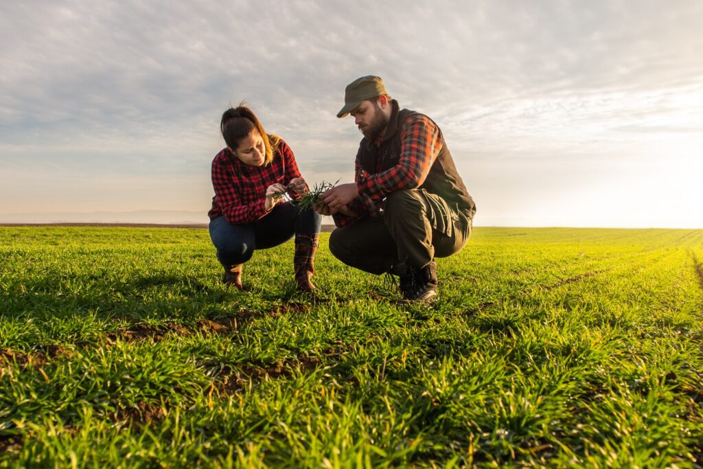 Young farmers examing  planted wheat