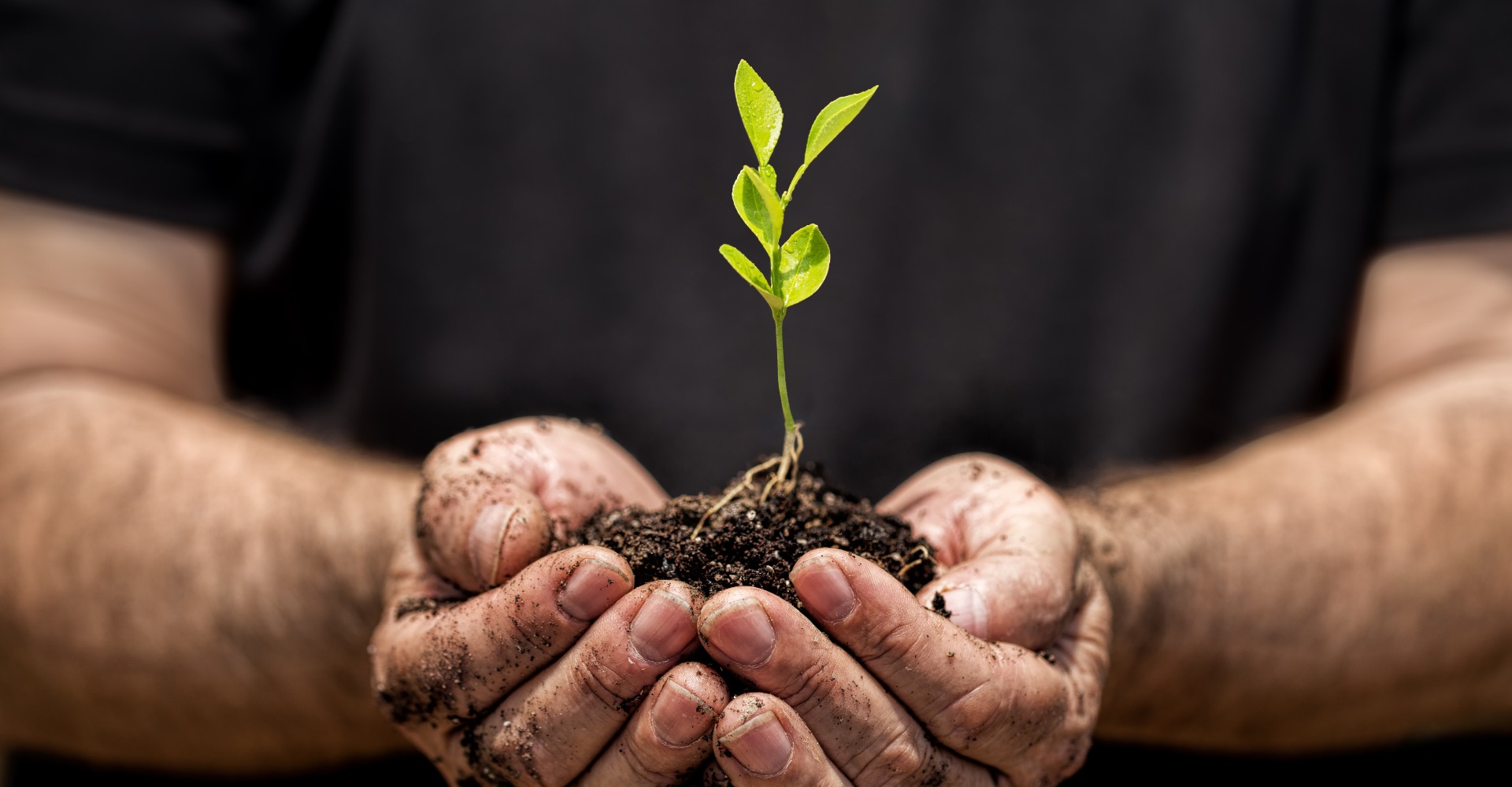 Young plant on hand jpg